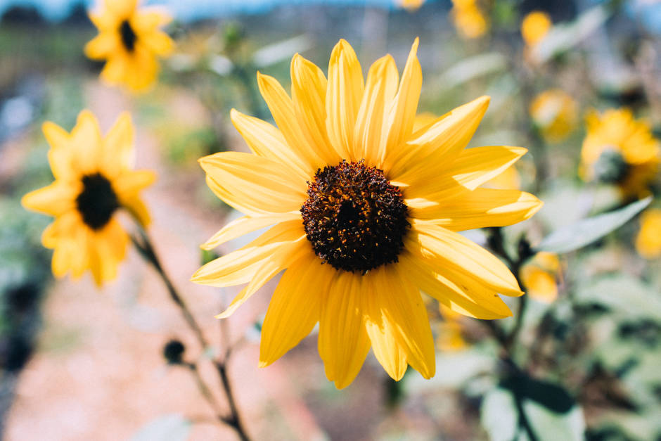 Gill_Tract_Community_Farm_03