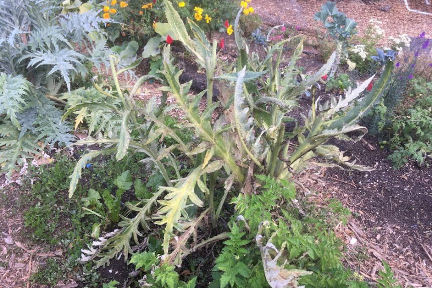 artichoke_no_biochar