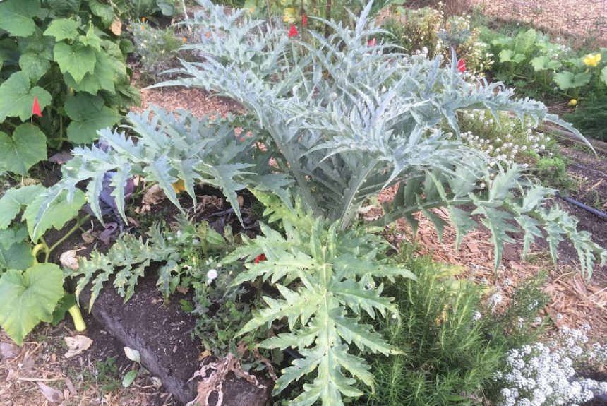 artichoke_with_biochar