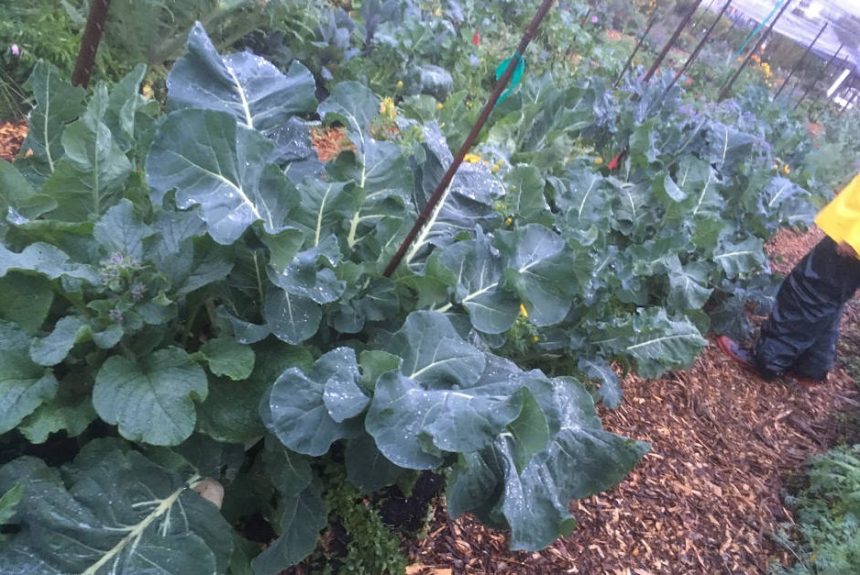 broccoli_with_biochar
