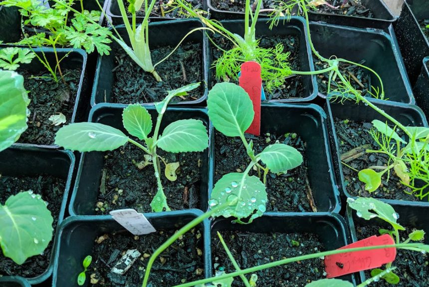 collard_seedlings_no_biochar