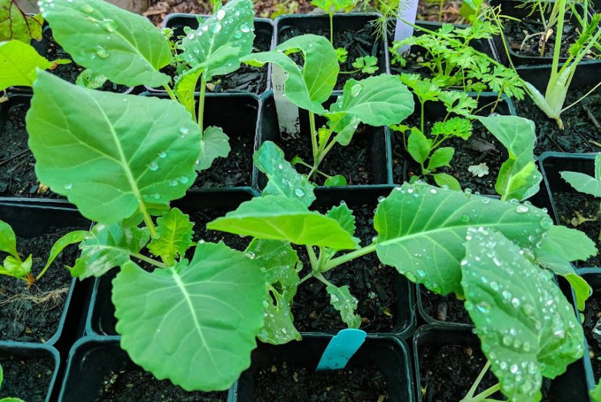 collard_seedlings_with_biochar