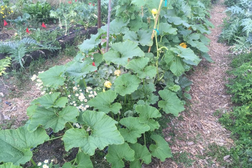 pumpkin_with_biochar